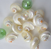 cinnerus shells, cinnerus seashells, white wedding shells, beach wedding shells, pearl shells, polished shells
