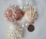 oyster shell, oyster seashell, specimen shell, oyster ducalis, white oyster, pink oyster, spiky oyster