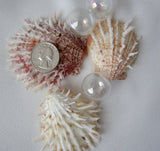 oyster shell, oyster seashell, specimen shell, oyster ducalis, white oyster, pink oyster, spiky oyster