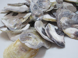 common oysters, oyster shells, oyster seashells, purple oyster shells, craft shells