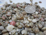 colored umbonium shells, umbonium seashells, tiny shells, tiny seashells, tiny jewelry shells, tiny craft shells, 