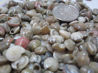 colored umbonium shells, umbonium seashells, tiny shells, tiny seashells, tiny jewelry shells, tiny craft shells, 
