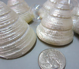 trocha maculatus, pearl seashells, pearl shell, trochus shell, trochus seashell, specimen shell