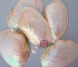 clam shells, clam seashells, pearl clam shell, pearl clam seashell, white wedding shell, clams