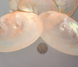 clam shells, clam seashells, pearl clam shell, pearl clam seashell, white wedding shell, clams