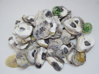 common oysters, oyster shells, oyster seashells, purple oyster shells, craft shells