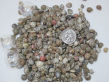 colored umbonium shells, umbonium seashells, tiny shells, tiny seashells, tiny jewelry shells, tiny craft shells, 