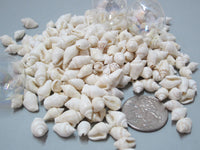 white nassa shells, white nassa seashells, tiny white shells, tiny white seashells, beach wedding shells, white wedding shells, bulk craft shells, bulk white shells
