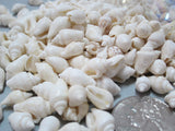 white nassa shells, white nassa seashells, tiny white shells, tiny white seashells, beach wedding shells, white wedding shells, bulk craft shells, bulk white shells