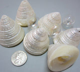 trocha maculatus, pearl seashells, pearl shell, trochus shell, trochus seashell, specimen shell