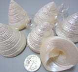 trocha maculatus, pearl seashells, pearl shell, trochus shell, trochus seashell, specimen shell