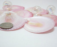 pink moon shell, purple moon shell, sun and moon shell, sun and moon, thin pink shell, thin purple seashell 