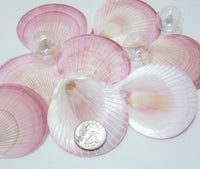 pink moon shell, purple moon shell, sun and moon shell, sun and moon, thin pink shell, thin purple seashell 