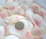 pink tellin shells, pink tellin seashells, pink beach wedding shells, pink craft shells, tellin