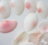pink tellin shells, pink tellin seashells, pink beach wedding shells, pink craft shells, tellin