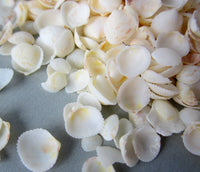 white cup shells, white cup seashells, beach wedding shell, tiny seashell, tiny white shells, tiny jewelry shells, tiny craft shells, bulk tiny shells