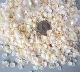 white cup shells, white cup seashells, beach wedding shell, tiny seashell, tiny white shells, tiny jewelry shells, tiny craft shells, bulk tiny shells