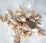 babylonia areolata, babylonia, spotted shell, specimen shell, specimen seashell, collector shell