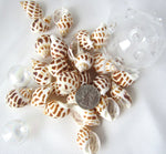 babylonia areolata, babylonia, spotted shell, specimen shell, specimen seashell, collector shell