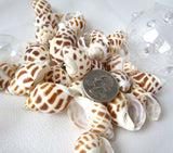 babylonia areolata, babylonia, spotted shell, specimen shell, specimen seashell, collector shell