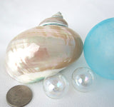 pearl turbo shell, pearl turbo seashell, pearl turban shell, pearl turban seashell, beach wedding shell