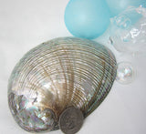gray abalone shell, gray abalone seashell, green abalone, abalone shell, abalone seashell, collector shell, specimen shell