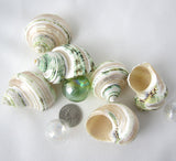 green turbo shell, turbo seashell, pearl turbo shell, hermit crab shell, hermit crab seashell, beach wedding shell, turbo
