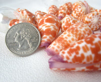 conus tessulatus, spotted cone shell, spotted seashells, spotted shells, orange shells, orange seashells, jewelry shells