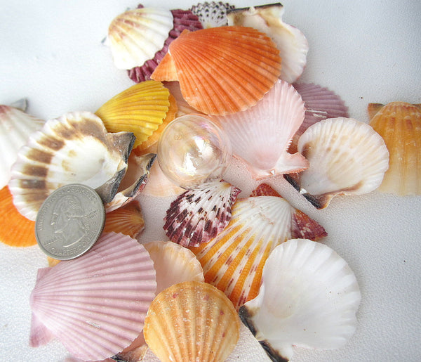 Beach Wedding Scallop Shells, Nautical Decor Scallop Seashells