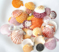 beach wedding shells, scallop shells, scallop seashells, scallops, jewelry shells, craft shells