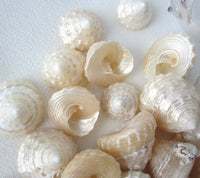 astrea turban shells, astrea turban, small shells, small seashells, astrea shells, turban shells, beach wedding shells