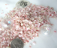 apple blossom shells, apple blossom seashells, tiny pink shells, tiny pink seashells, beach wedding shells, blush wedding shells