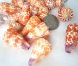 conus tessulatus, spotted cone shell, spotted seashells, spotted shells, orange shells, orange seashells, jewelry shells