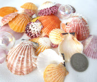 beach wedding shells, scallop shells, scallop seashells, scallops, jewelry shells, craft shells