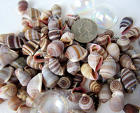 nucleus shell, nucleus seashell, small cone shell, tiny cone shell, bulk craft shells, bulk craft seashells, small brown shells