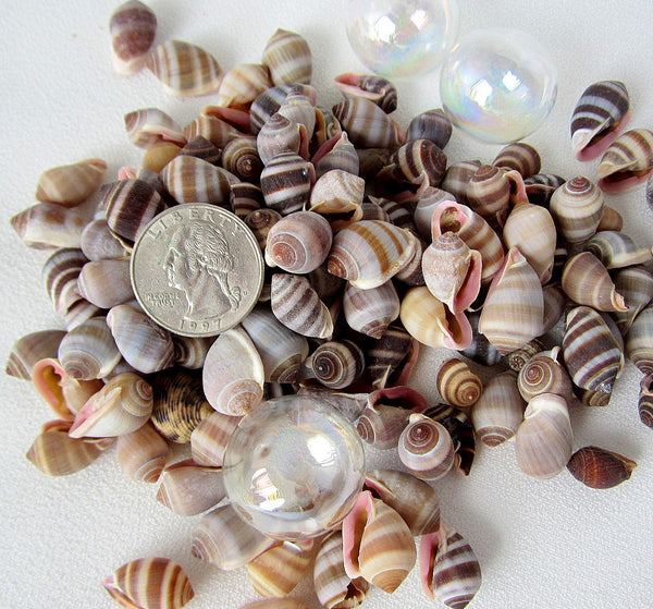 nucleus shell, nucleus seashell, small cone shell, tiny cone shell, bulk craft shells, bulk craft seashells, small brown shells
