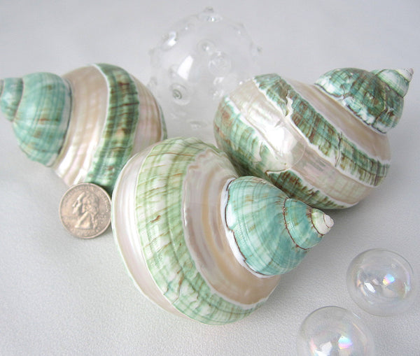 green turban shell, green turbo shell, banded turbo shell, pearl turbo shell, pearl turban shell, collector shell, specimen shell