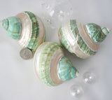 green turban shell, green turbo shell, banded turbo shell, pearl turbo shell, pearl turban shell, collector shell, specimen shell