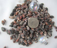 Nassa Columbella, nassa shells, nassa seashells, spotted shells, spotted seashells, bulk craft shells, bulk shells