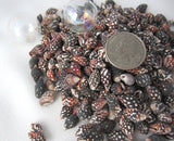 Nassa Columbella, nassa shells, nassa seashells, spotted shells, spotted seashells, bulk craft shells, bulk shells