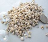 tiny top shells, tiny top seashells, tiny pearl shells, tiny pearl seashells, beach wedding shells, tiny craft shells, tiny jewelry shells