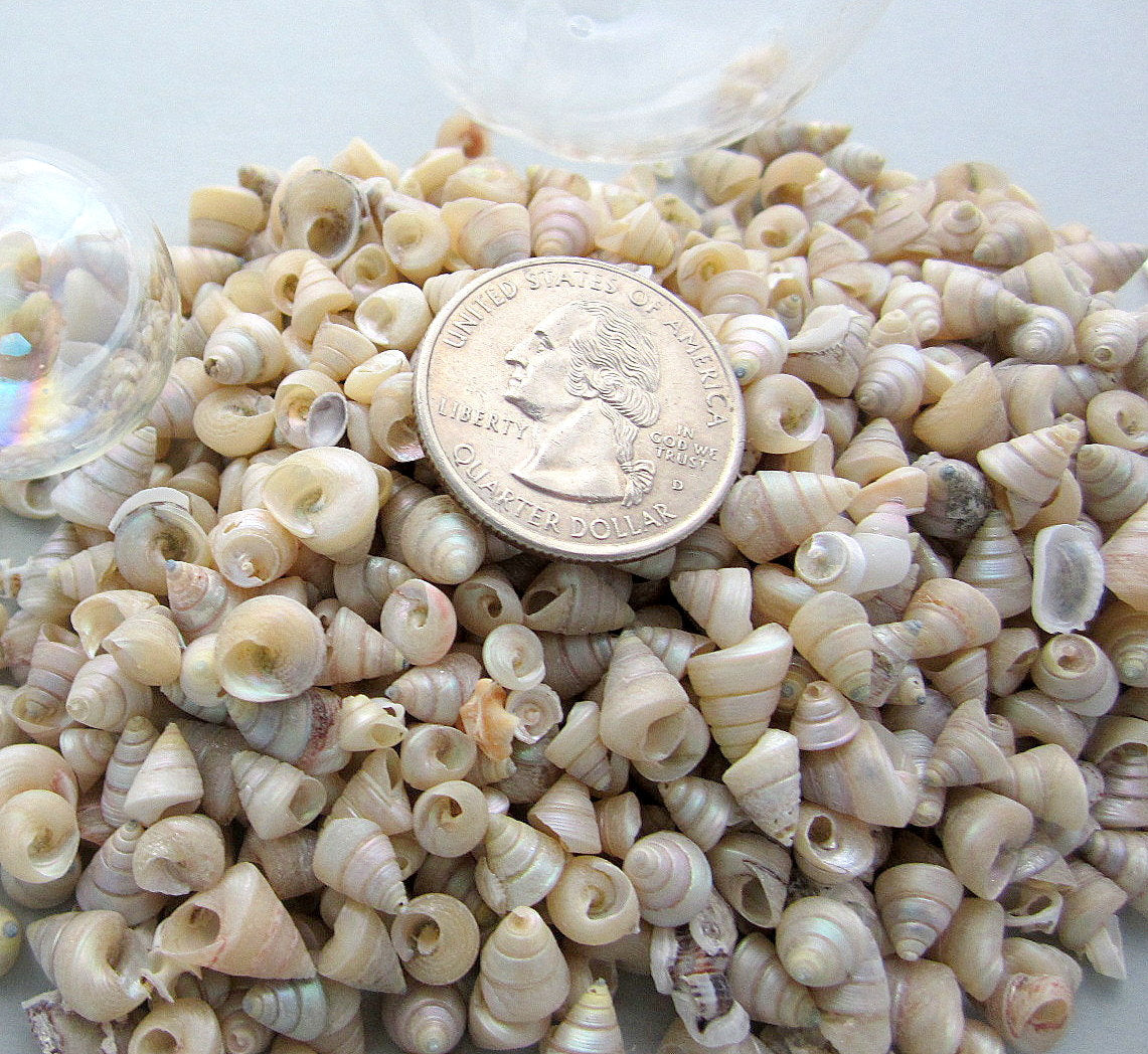 Beach Decor Tiny Top Seashells, Nautical Decor Tiny Top Shells, Tiny ...