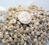 tiny top shells, tiny top seashells, tiny pearl shells, tiny pearl seashells, beach wedding shells, tiny craft shells, tiny jewelry shells