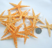 Large flat starfish, Philippine flat starfish, oriental starfish, large brown starfish, star fish, XL flat starfish