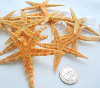 Large flat starfish, Philippine flat starfish, oriental starfish, large brown starfish, star fish, XL flat starfish