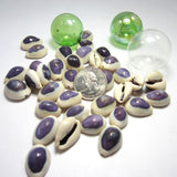 purple cowrie, purple cowrie shell, purple cowrie seashell, purple shell, cowrie shell