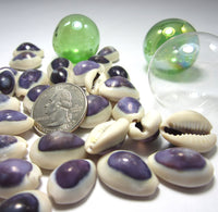 purple cowrie, purple cowrie shell, purple cowrie seashell, purple shell, cowrie shell