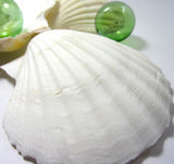 baking scallop shell, irish baking scallop, baking scallop, cooking shells, baking shells