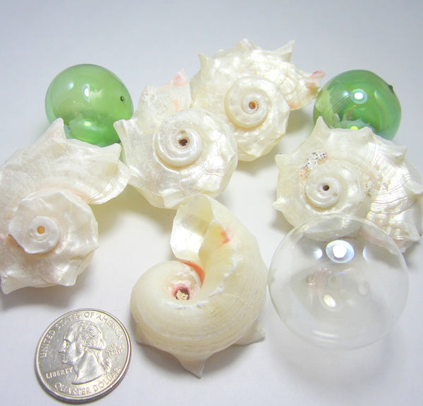 Pearl Delphinula Shell, White Pearl Delphinula Seashells, Beach Wedding Shell, Pearl Shell, 6 PC