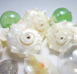 Pearl Delphinula Shell, White Pearl Delphinula Seashells, Beach Wedding Shell, Pearl Shell, 6 PC